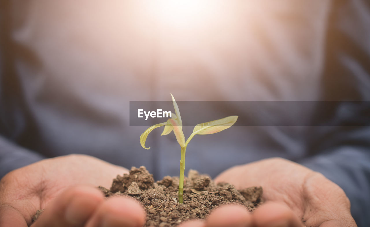 CLOSE-UP OF HANDS HOLDING PLANT