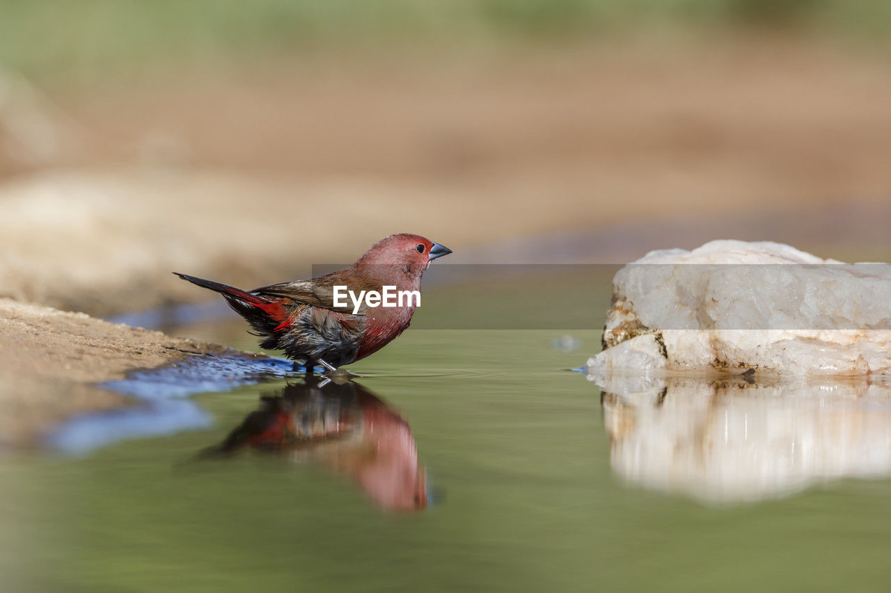 animal themes, animal, animal wildlife, bird, nature, wildlife, one animal, water, reflection, selective focus, lake, close-up, no people, beak, surface level, day, side view, perching, full length, outdoors, beauty in nature, songbird, environment, standing water, eating, copy space, sparrow, macro photography, multi colored, focus on foreground, springtime