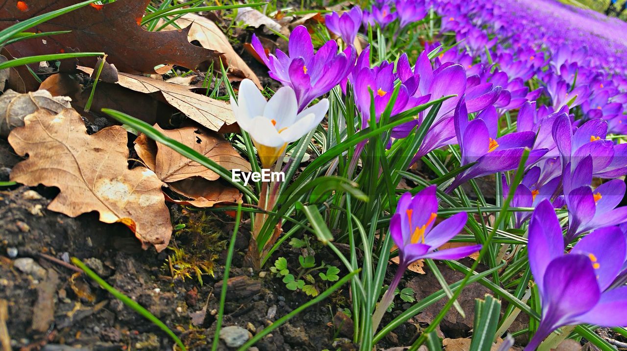 Close-up of flowers growing on ground
