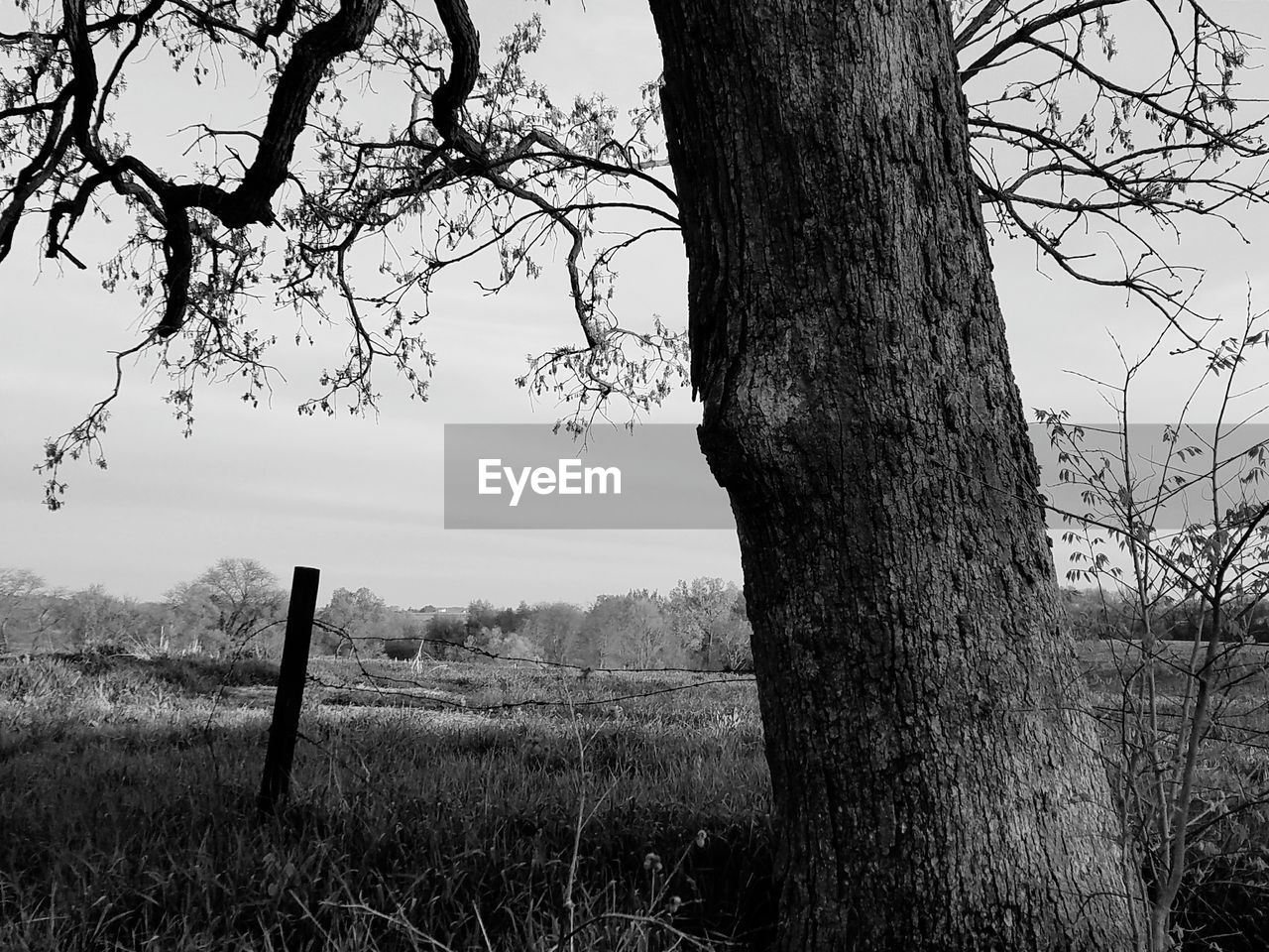 BARE TREE ON FIELD