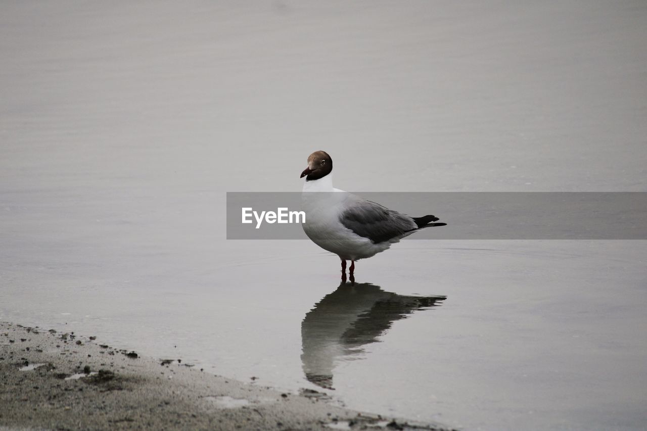 Seagull on a beach