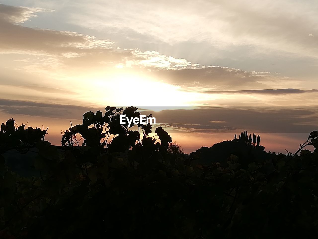 SILHOUETTE PLANTS AND TREES AGAINST SKY DURING SUNSET