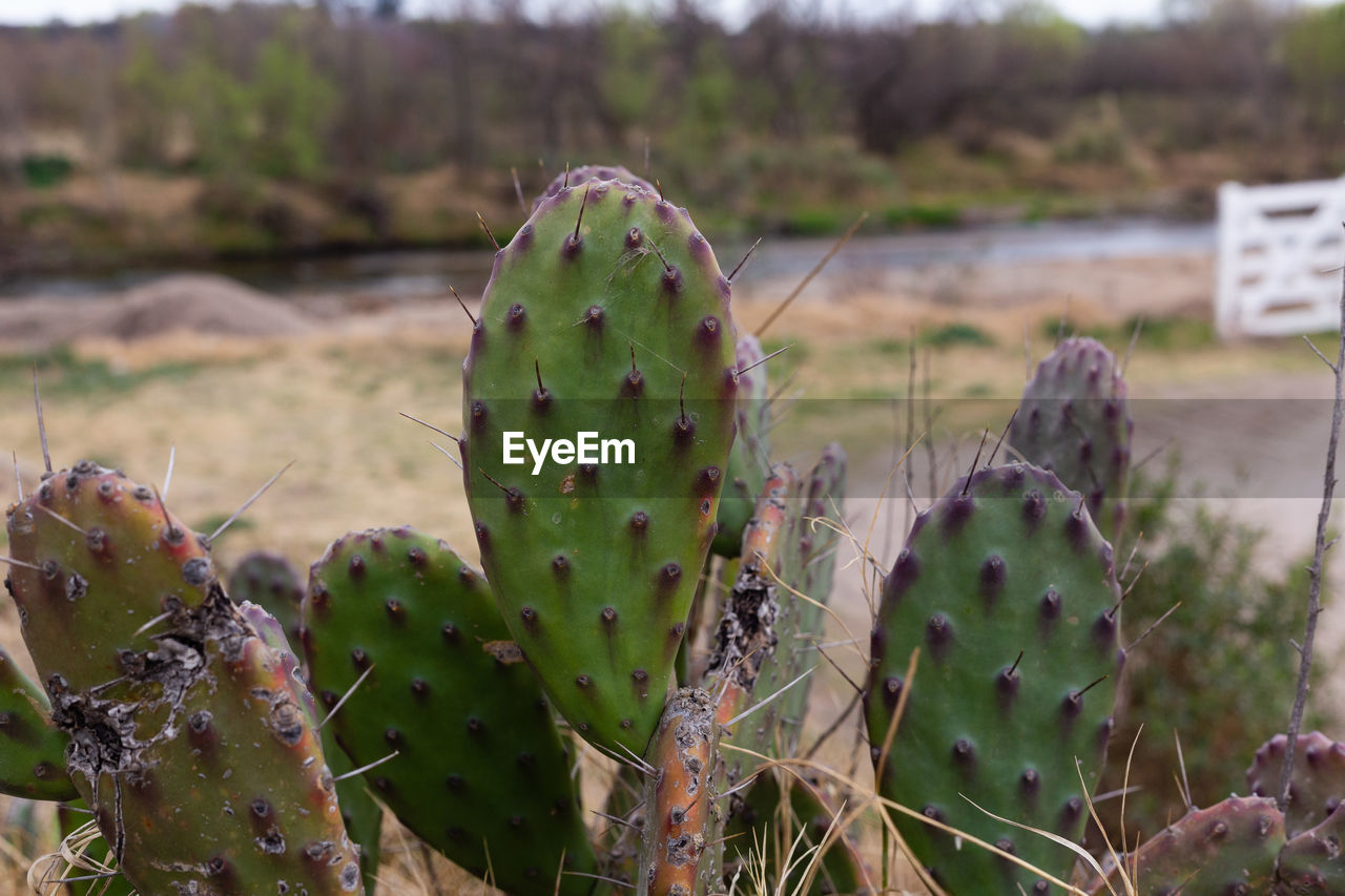 CLOSE-UP OF SUCCULENT PLANT GROWING ON LAND