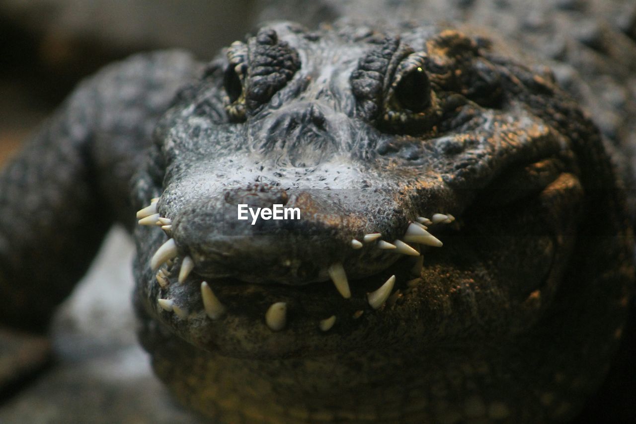 Close-up of alligator in zoo