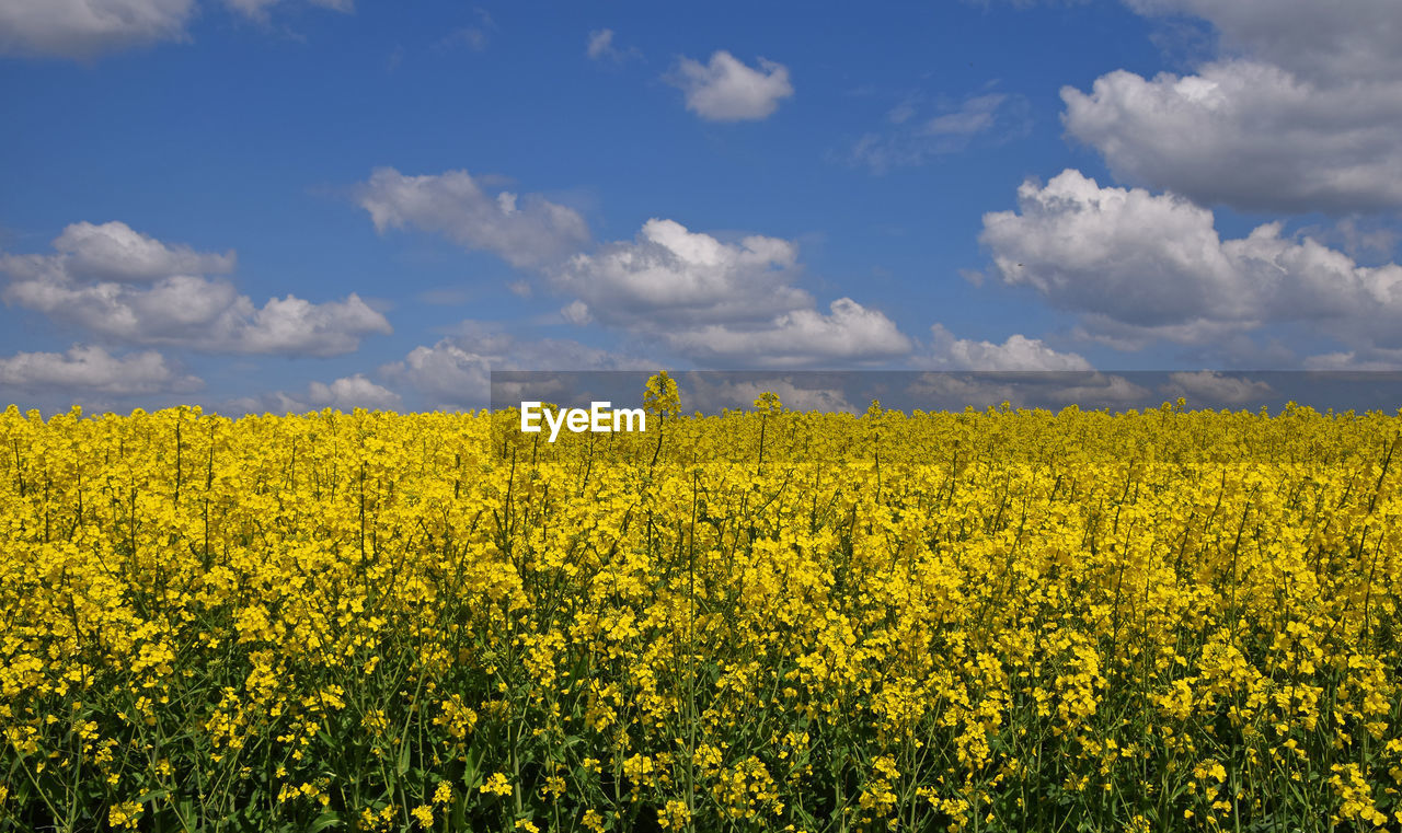 Scenic view of oilseed rape field against sky