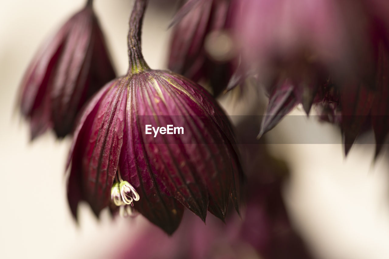 Full frame close-up of magenta flowering plant