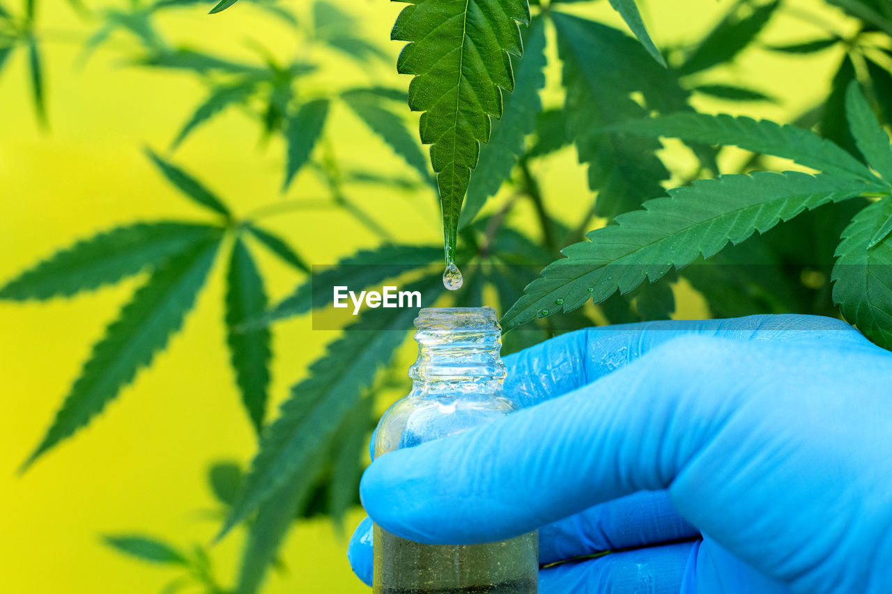 Representation of oil or resin extraction from marijuana plant