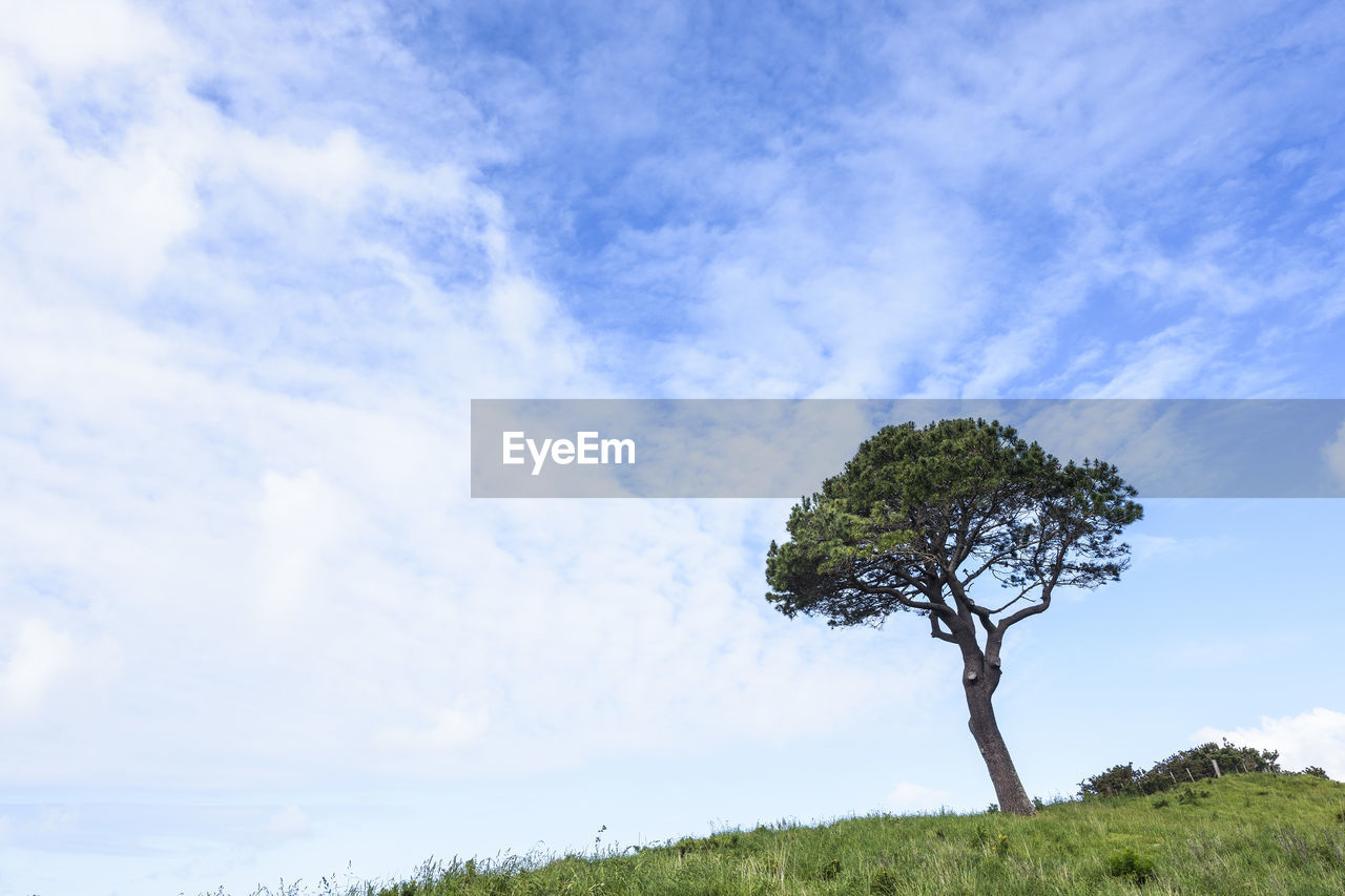 Single tree on landscape against blue sky