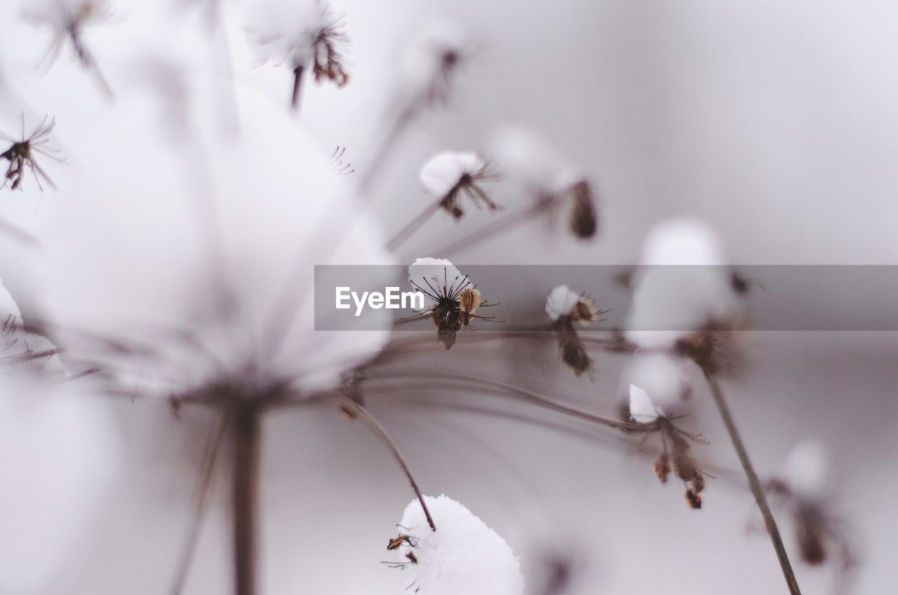 CLOSE-UP OF BEE POLLINATING ON WHITE FLOWERS