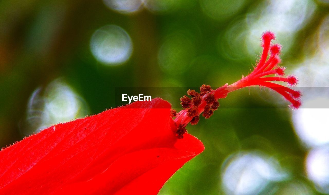 CLOSE-UP OF RED HIBISCUS AGAINST BLURRED BACKGROUND