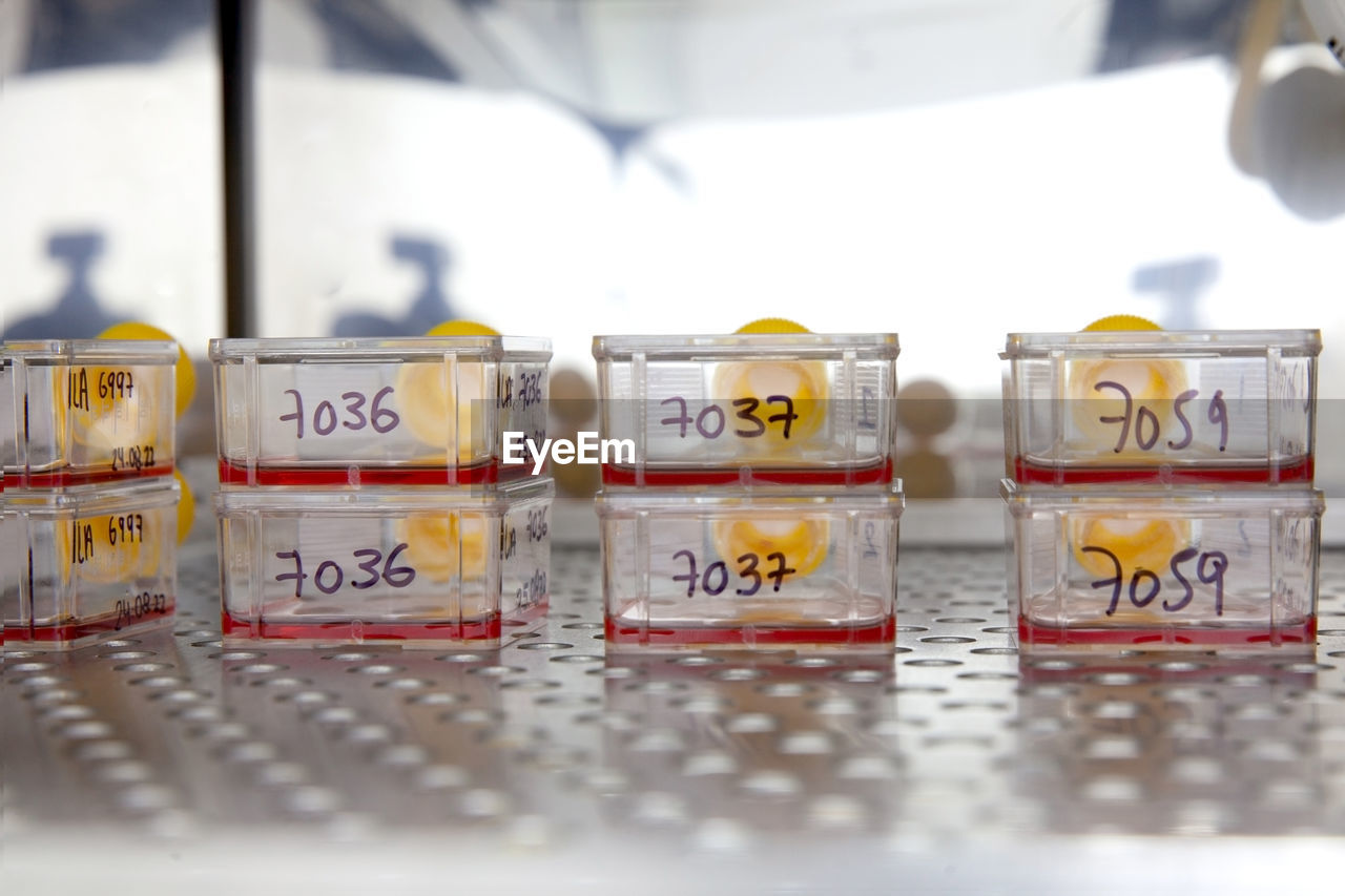 Cell culture flasks with blood samples in the incubator