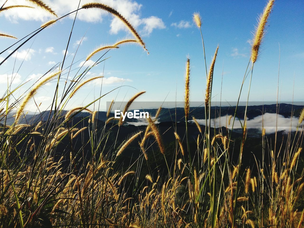 CLOSE-UP OF WHEAT GROWING IN FIELD AGAINST SKY