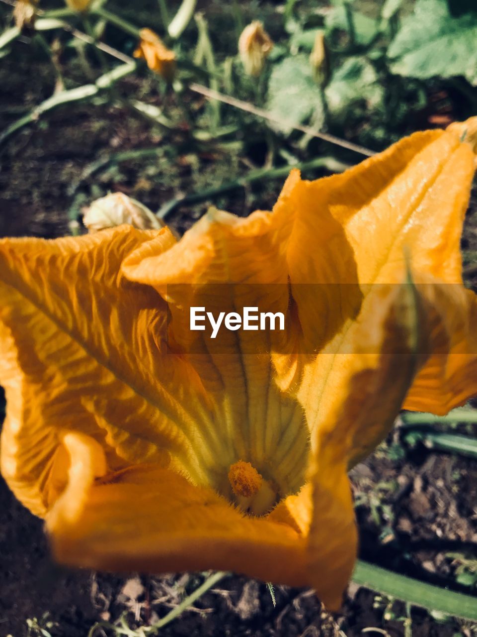 CLOSE-UP OF BUTTERFLY ON FLOWER