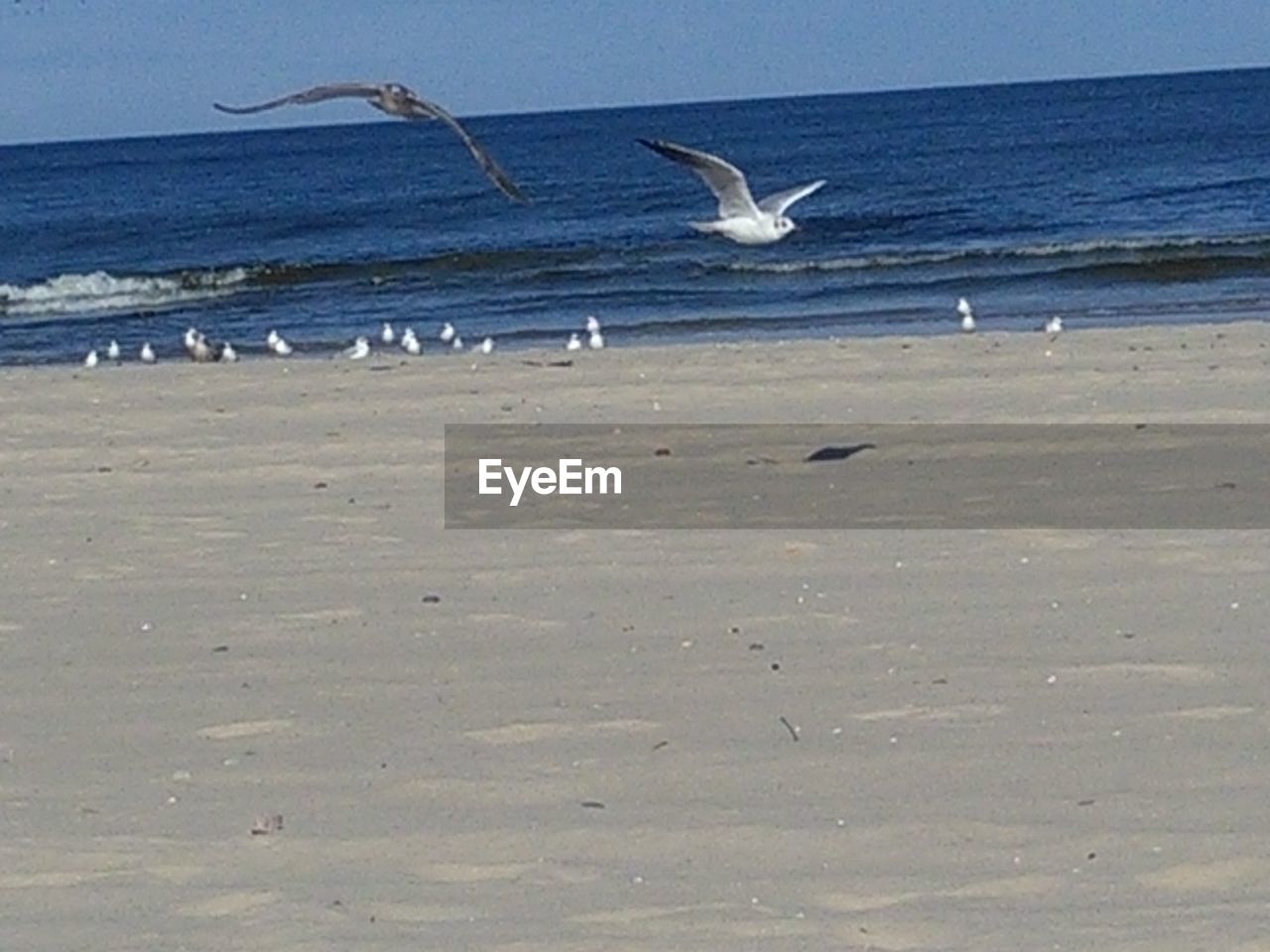 SEAGULLS FLYING OVER SEA SHORE