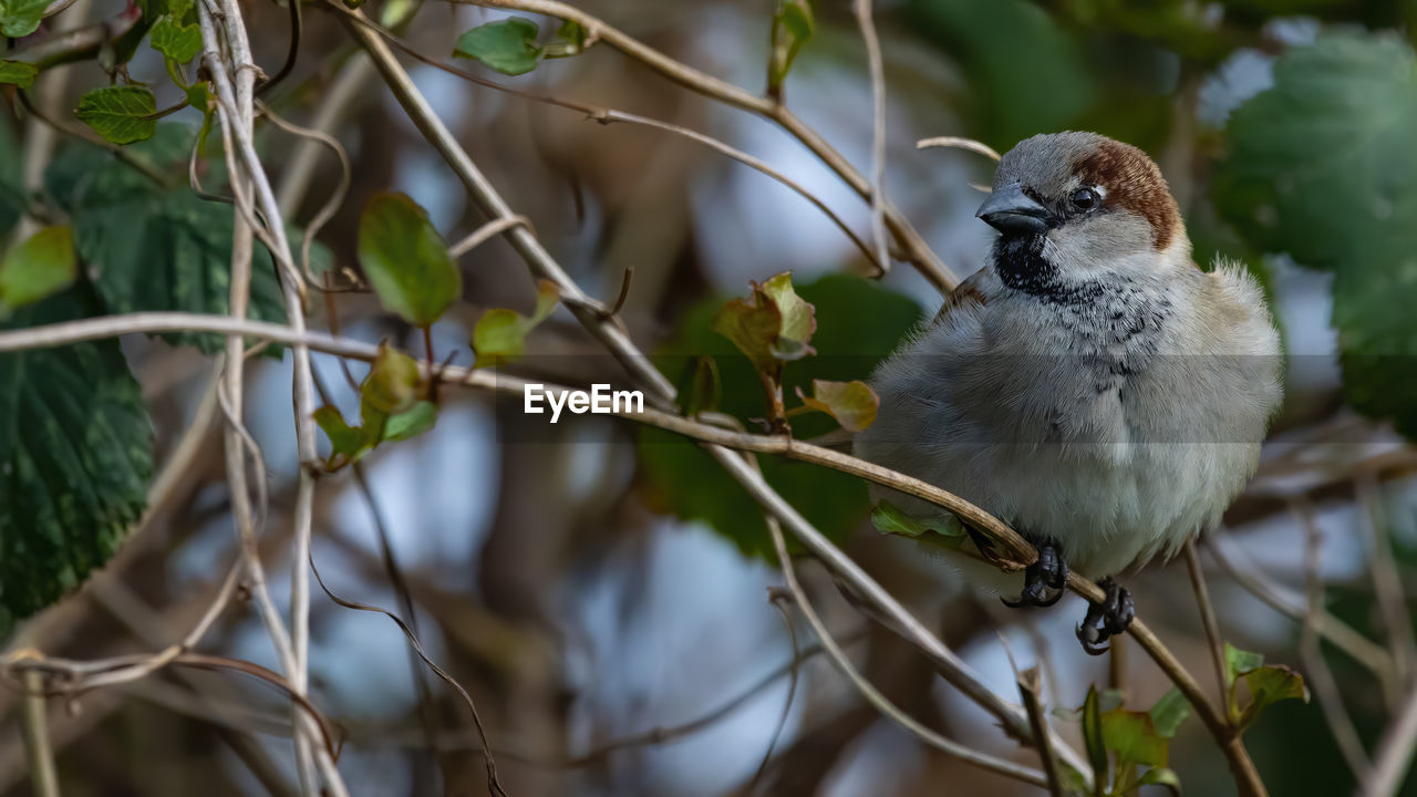 Close-up of bird perching on branch