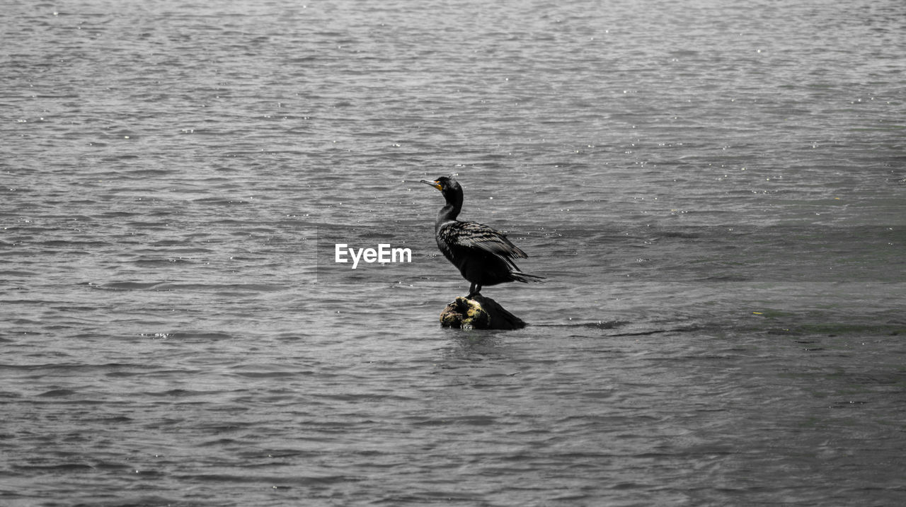 BIRD SWIMMING IN LAKE