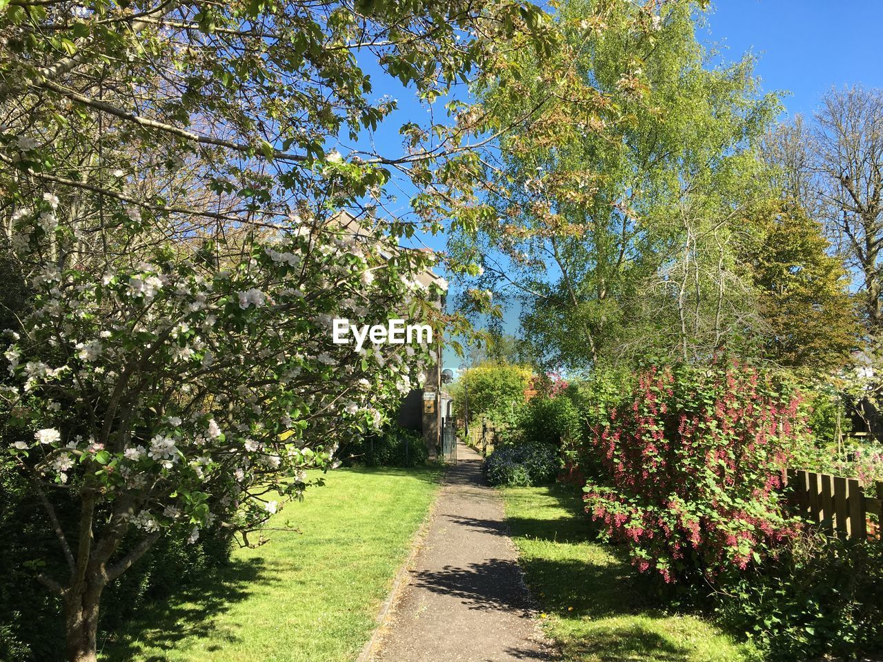 Walkway amidst trees and plants against sky