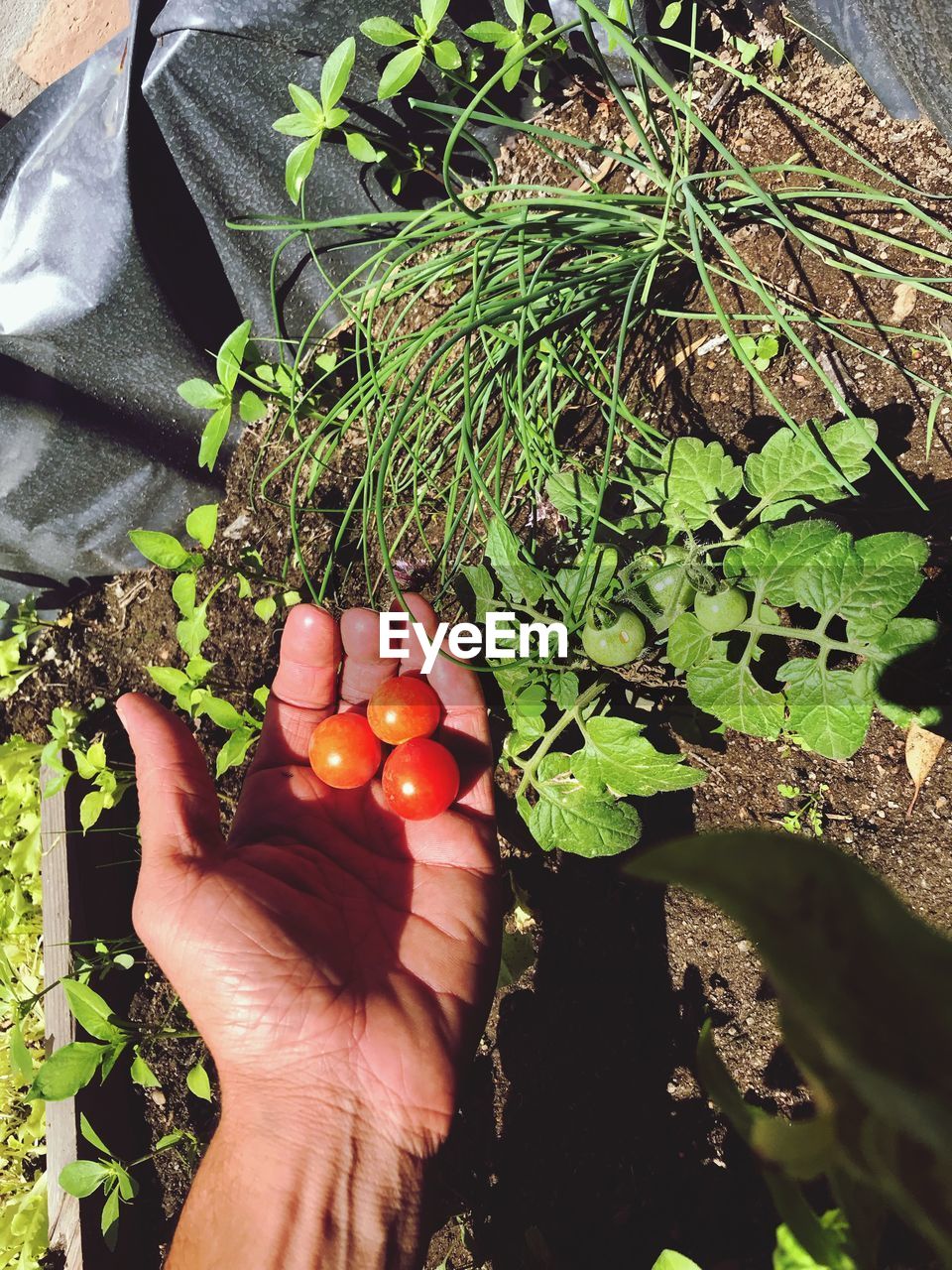 CROPPED IMAGE OF HAND HOLDING FRUIT