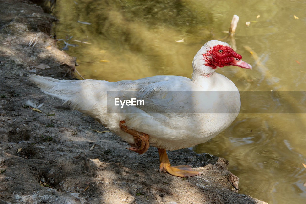 CLOSE-UP OF BIRD IN LAKE