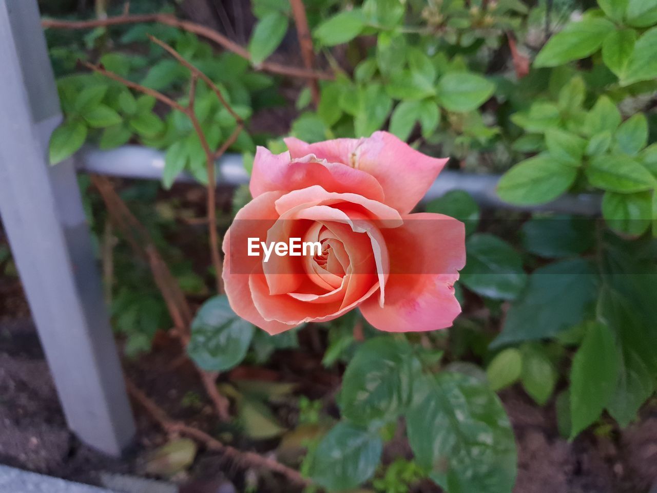 HIGH ANGLE VIEW OF PINK ROSE IN PLANT