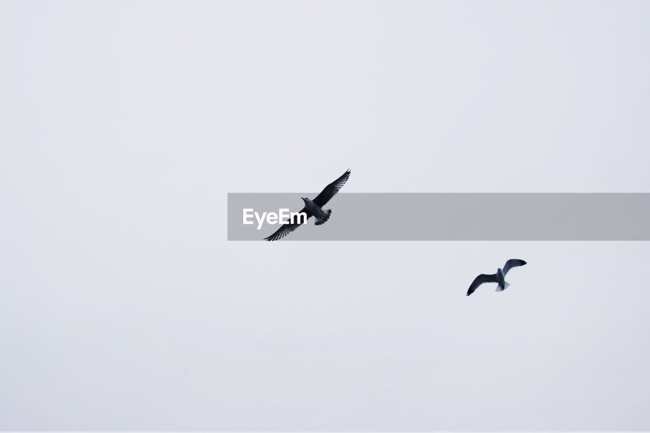 Low angle view of birds flying against clear sky