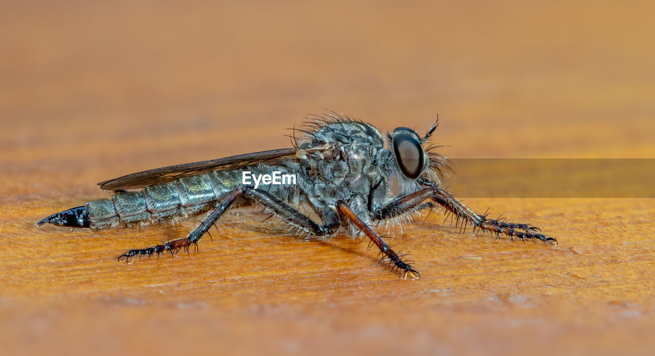 CLOSE-UP OF GRASSHOPPER