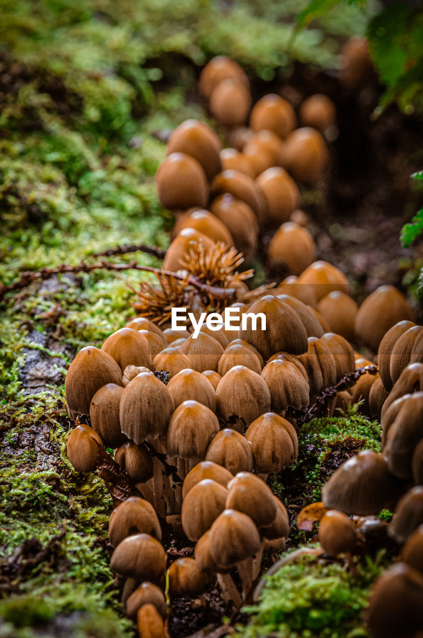 CLOSE-UP OF MUSHROOMS