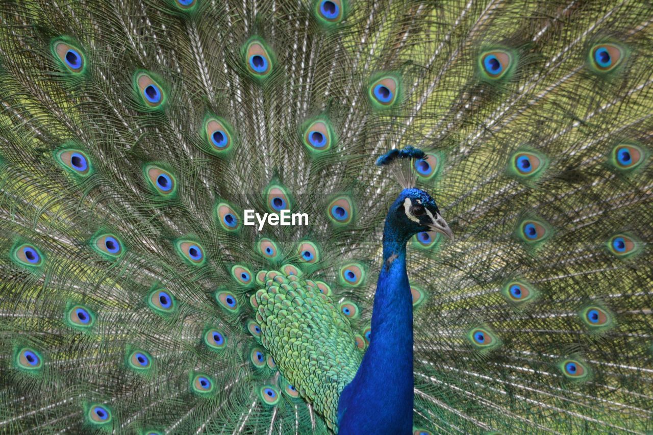 CLOSE-UP OF PEACOCK FEATHER ON BLUE FEATHERS