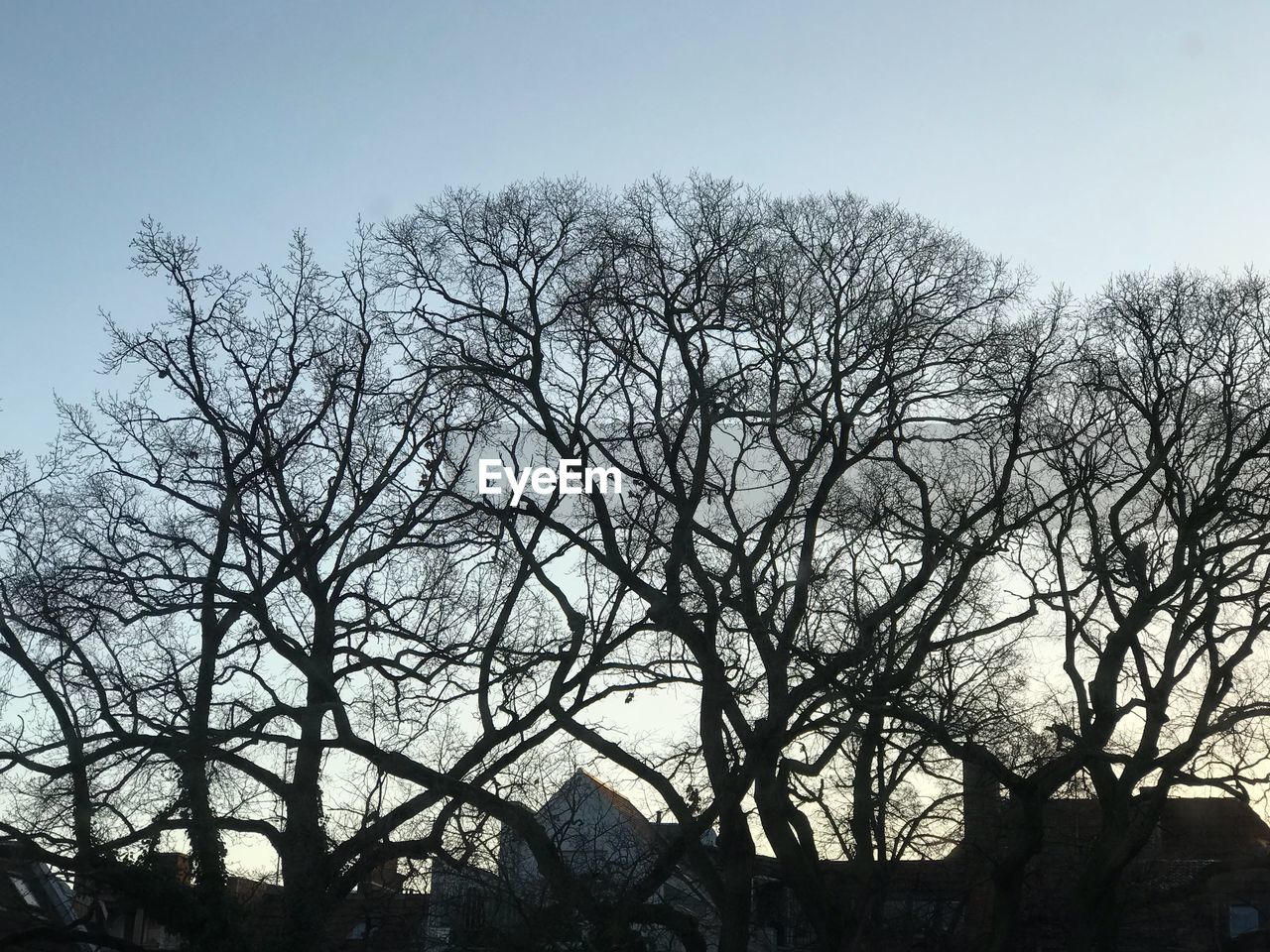 LOW ANGLE VIEW OF BARE TREE AGAINST SKY