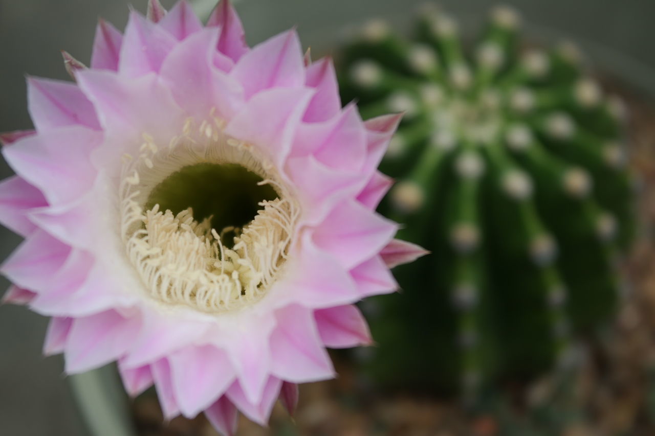 Close-up of cactus flower blooming outdoors