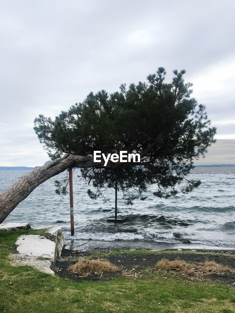 TREES ON SHORE AGAINST SKY