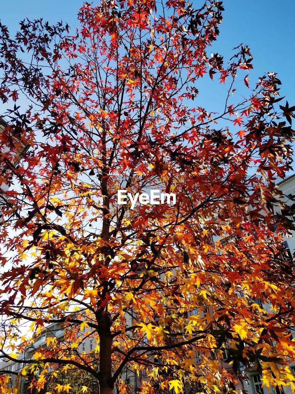 Low angle view of autumnal tree in city against sky