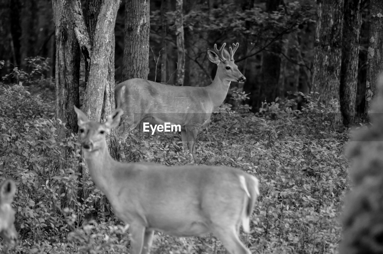 Whitetail deer family in my backyard in the poconos pennsylvania