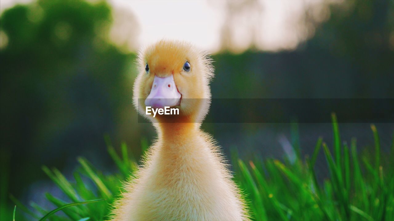 Close-up of duckling on grassy field
