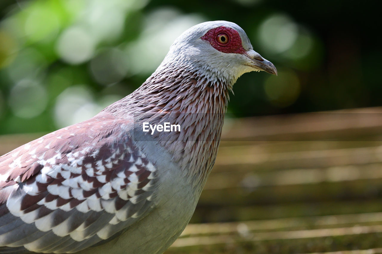 Close up of a speckled pigeon 