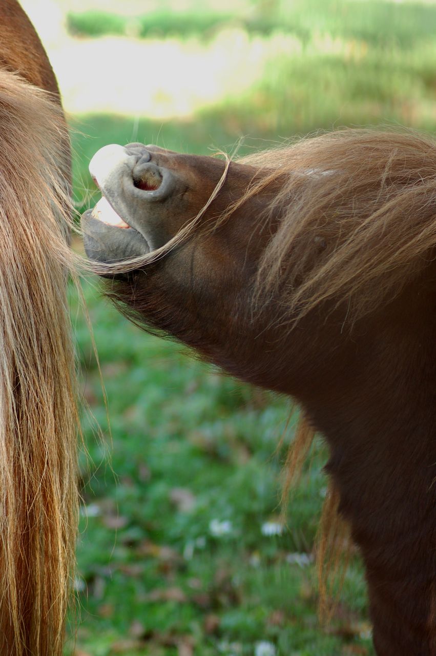 Close-up of pony on field