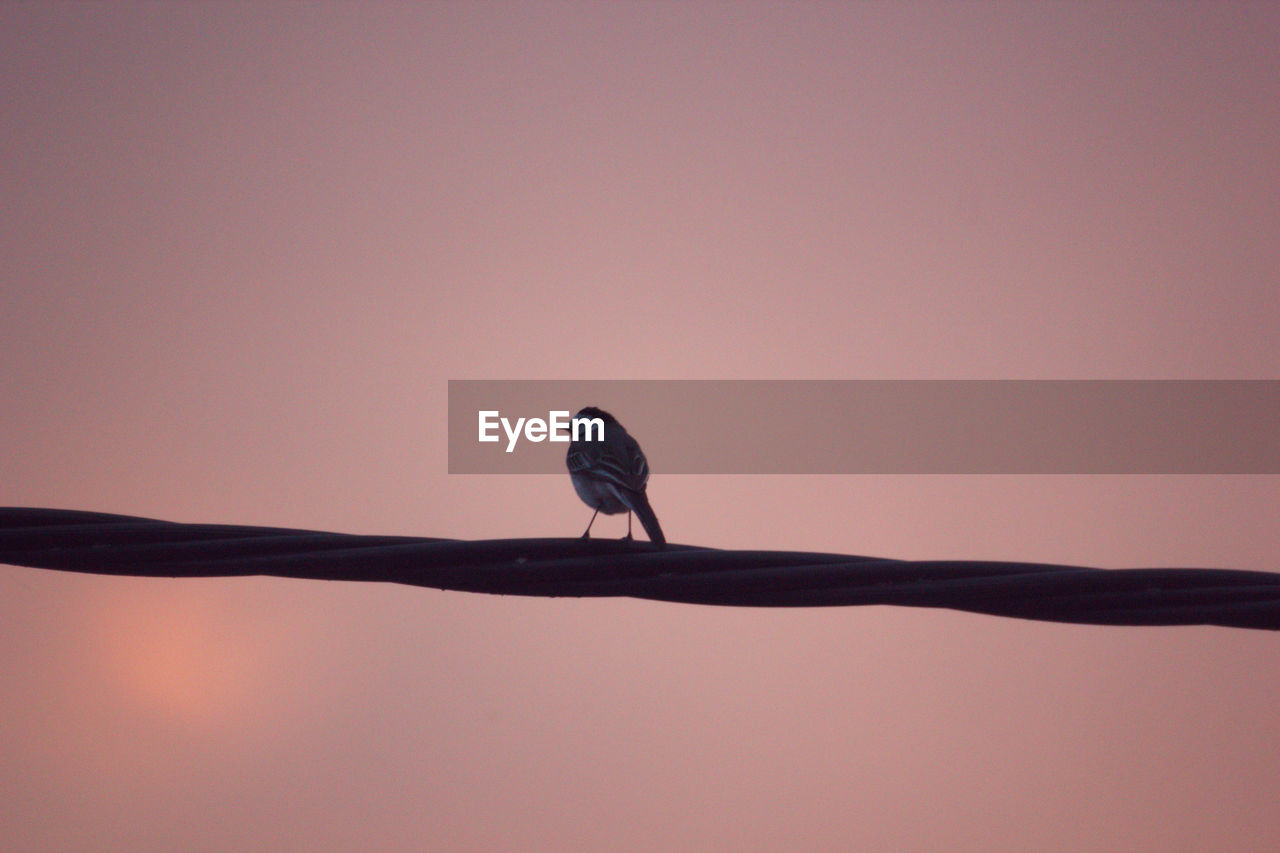 Bird perching on a branch