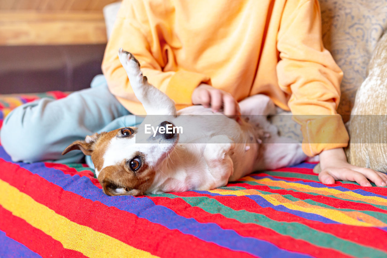 A child scratches the belly of a jack russell terrier dog lying on his back. portrait of a doggy. 