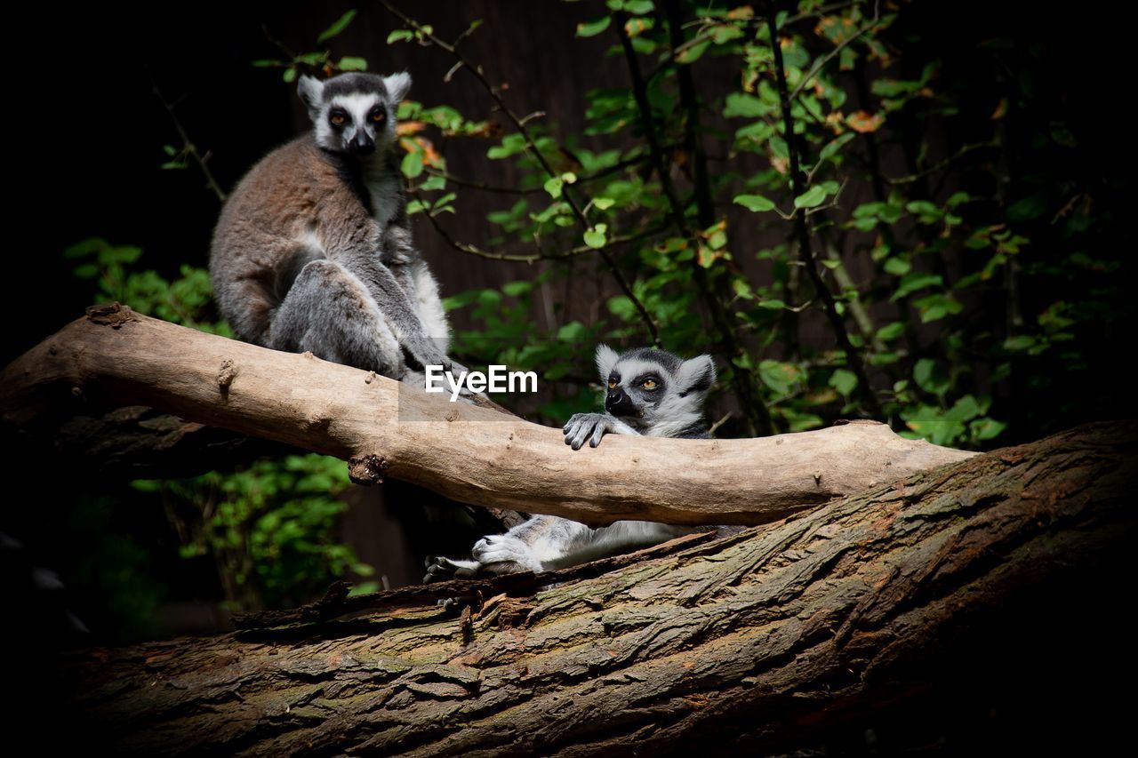 Lemurs relaxing on tree