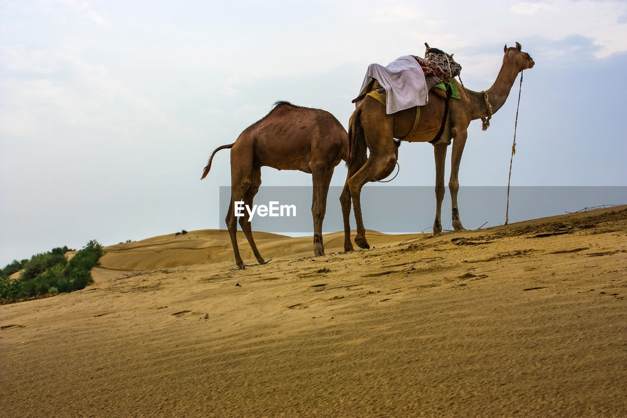 VIEW OF HORSE ON DESERT LAND