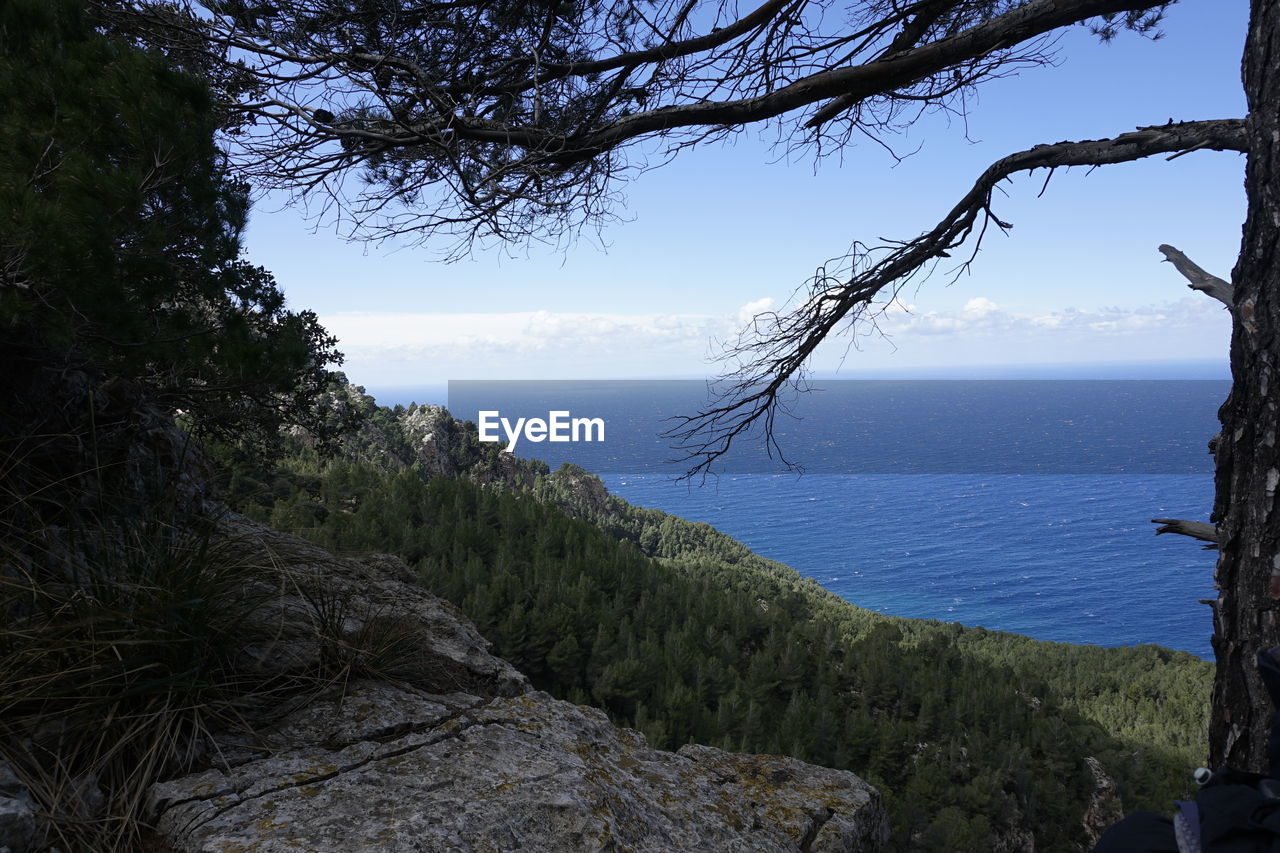 SCENIC VIEW OF SEA AND TREES AGAINST SKY