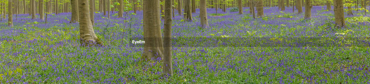 Panoramic view of flowers growing amidst trees in forest