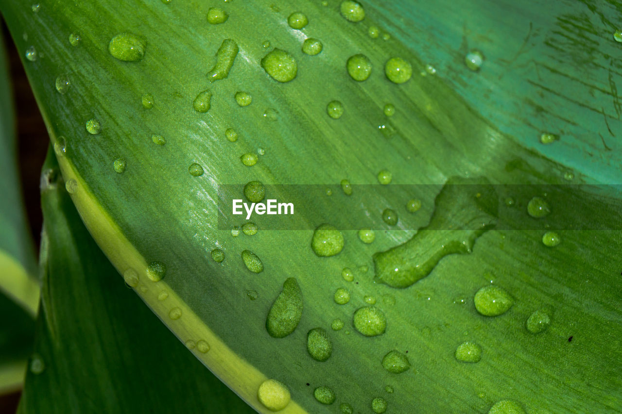 CLOSE-UP OF RAINDROPS ON GREEN LEAF