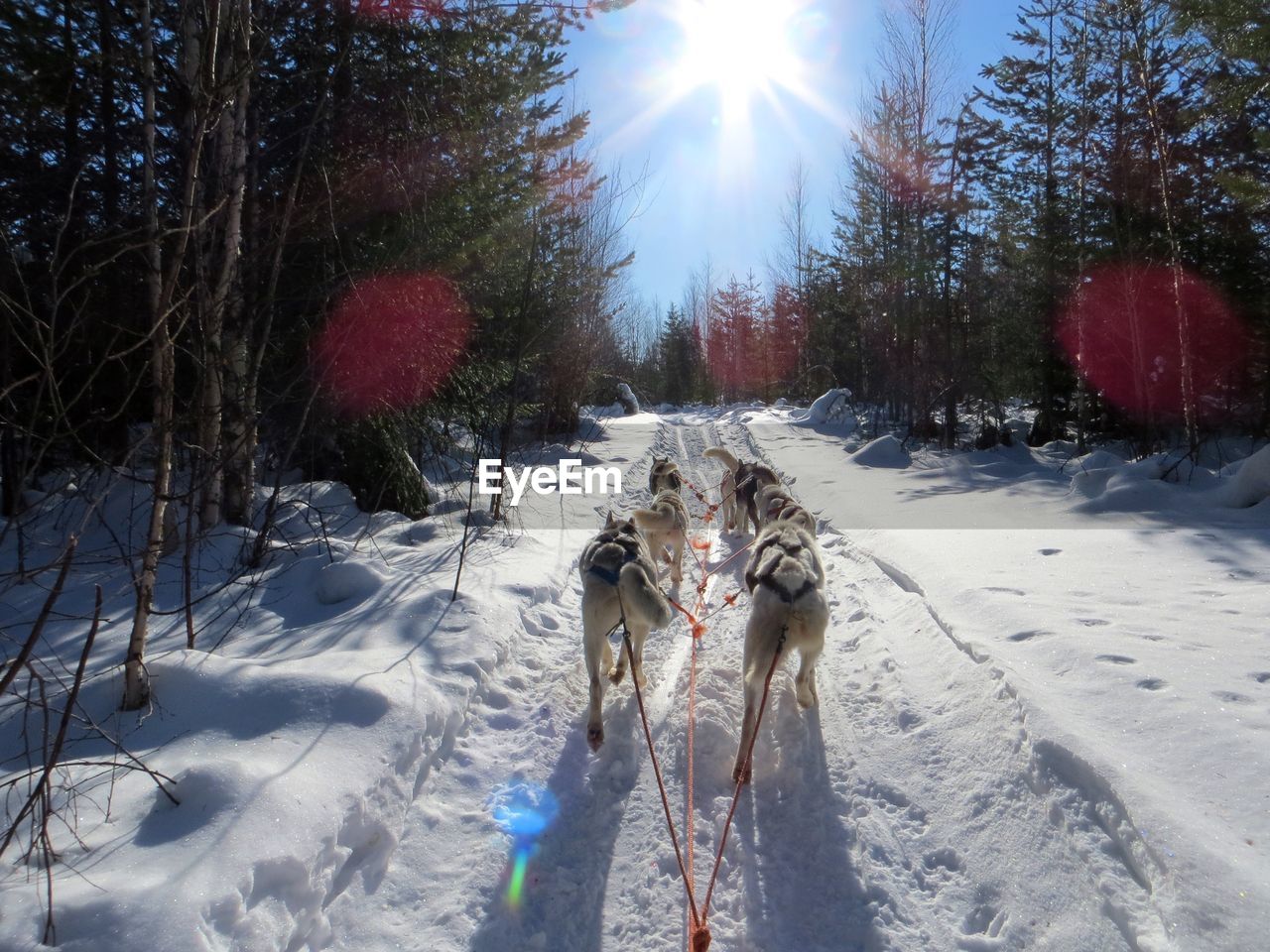 Rear view of sledge dogs walking on snow covered field during sunny day