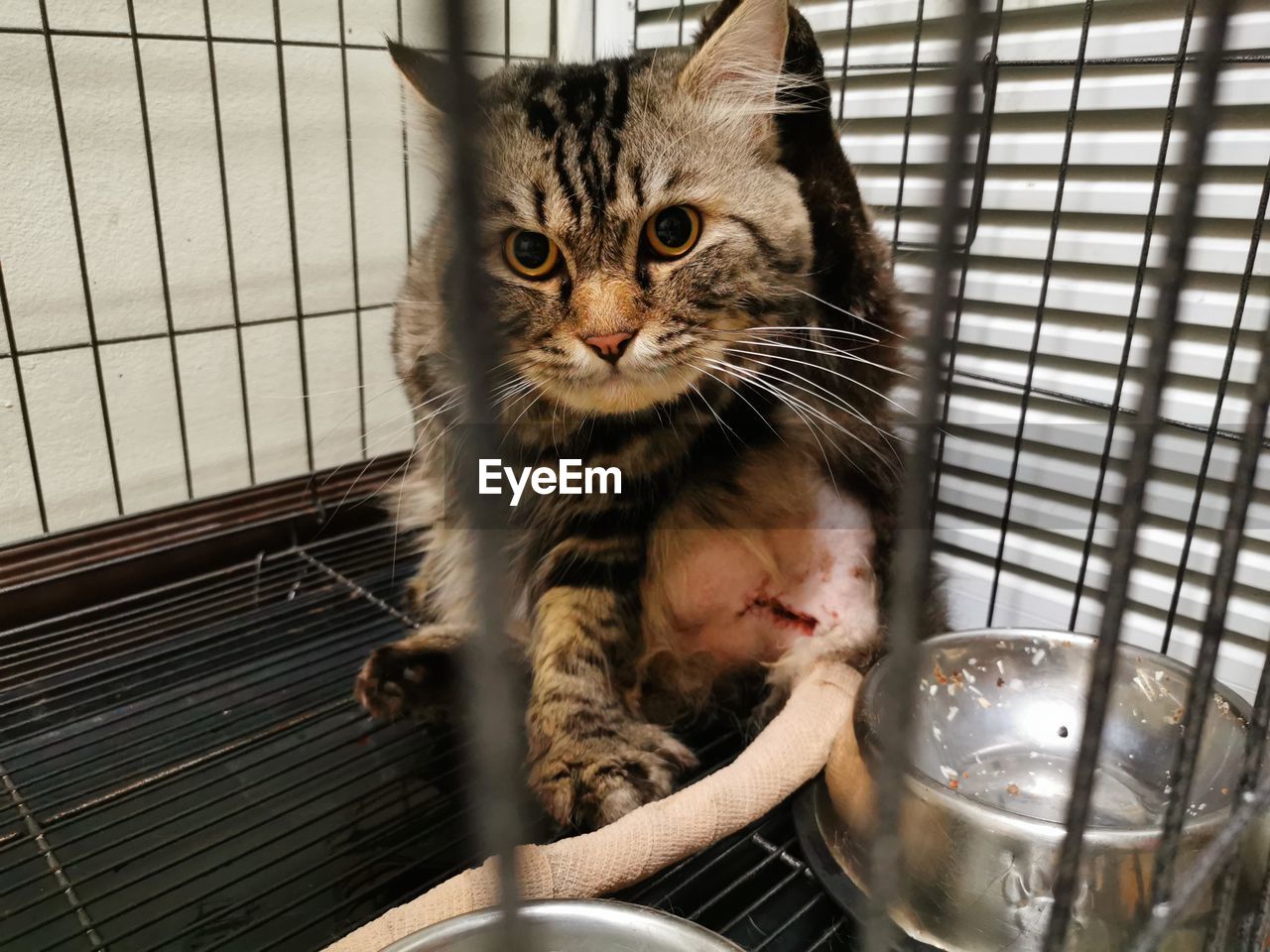 PORTRAIT OF KITTEN IN CAGE AT HOME