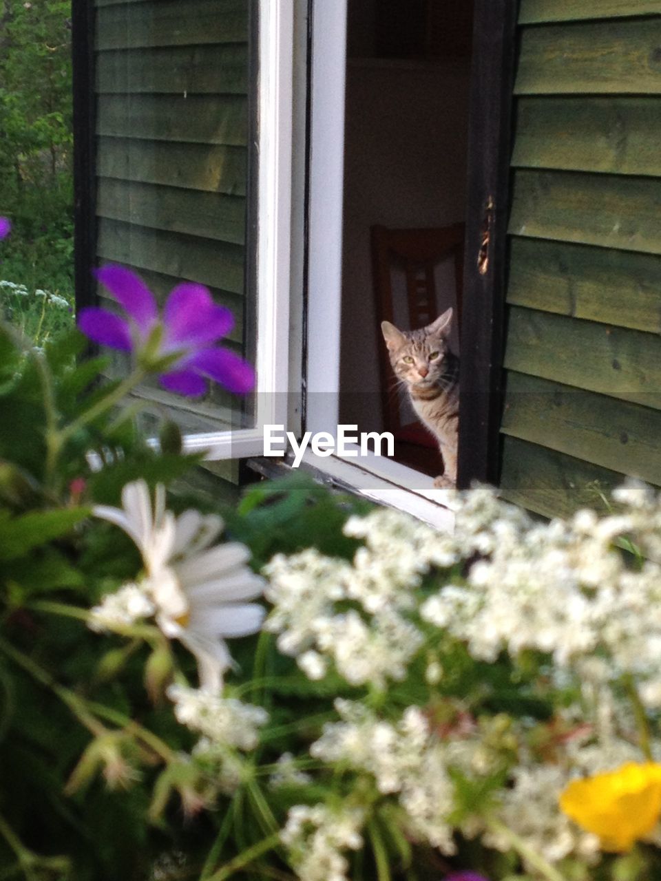 CLOSE-UP OF CAT IN VASE