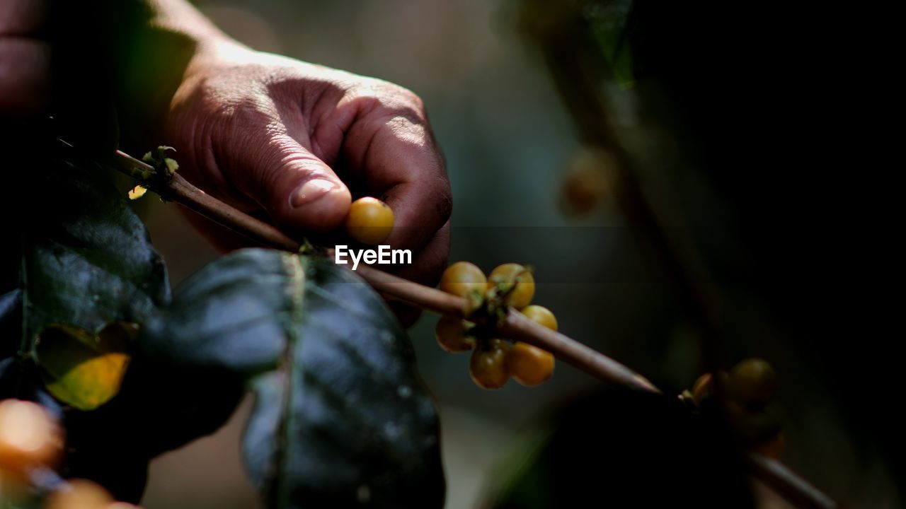 Cropped hand of person holding berry on branch outdoors