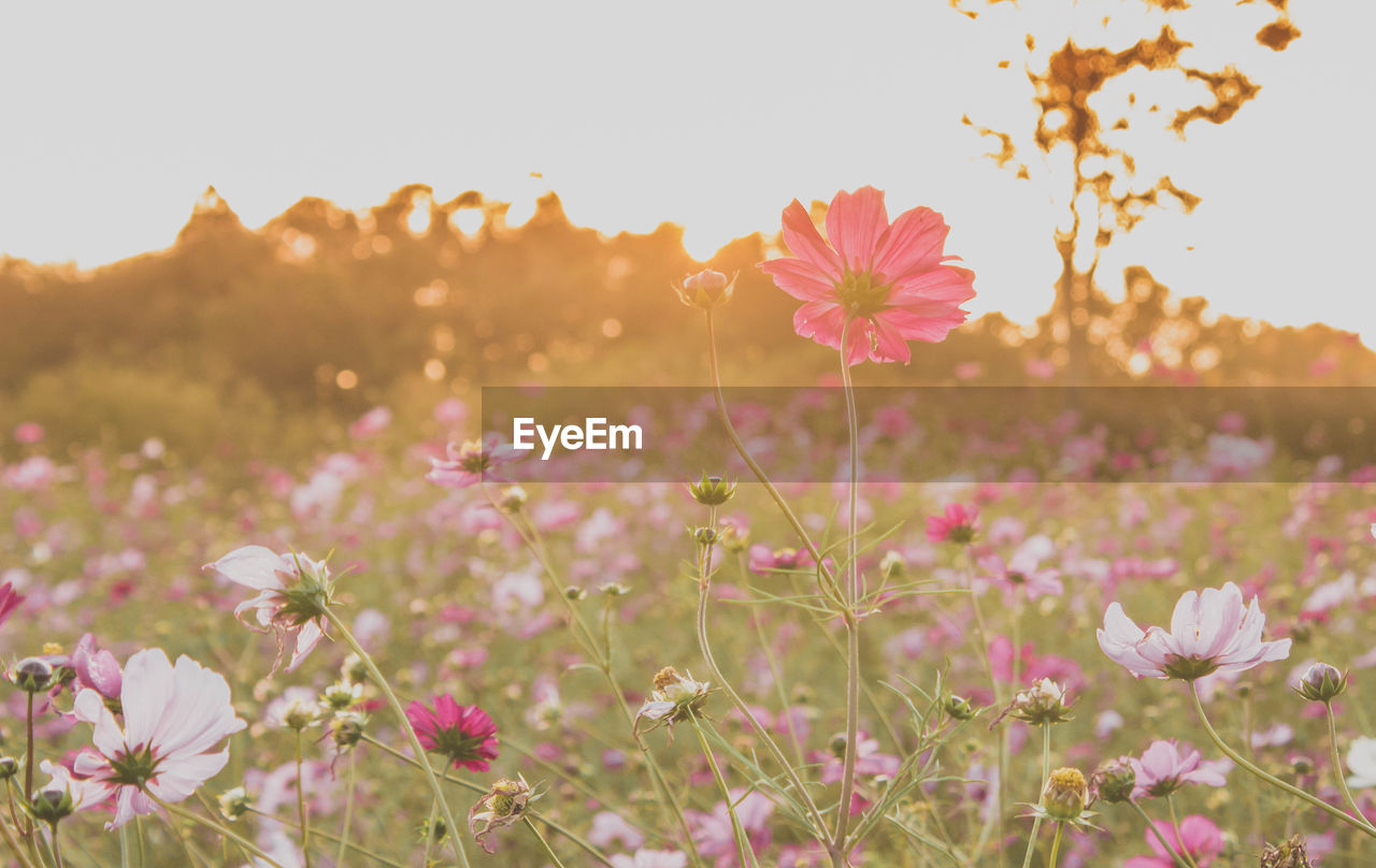 CLOSE-UP OF COSMOS BLOOMING ON FIELD AGAINST SKY