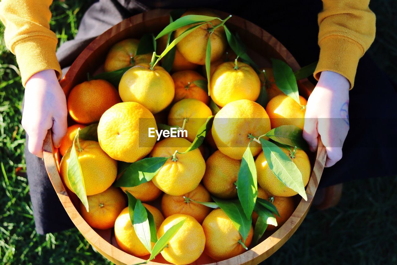 High angle view of farmer with fresh organic mandarin oranges in basket