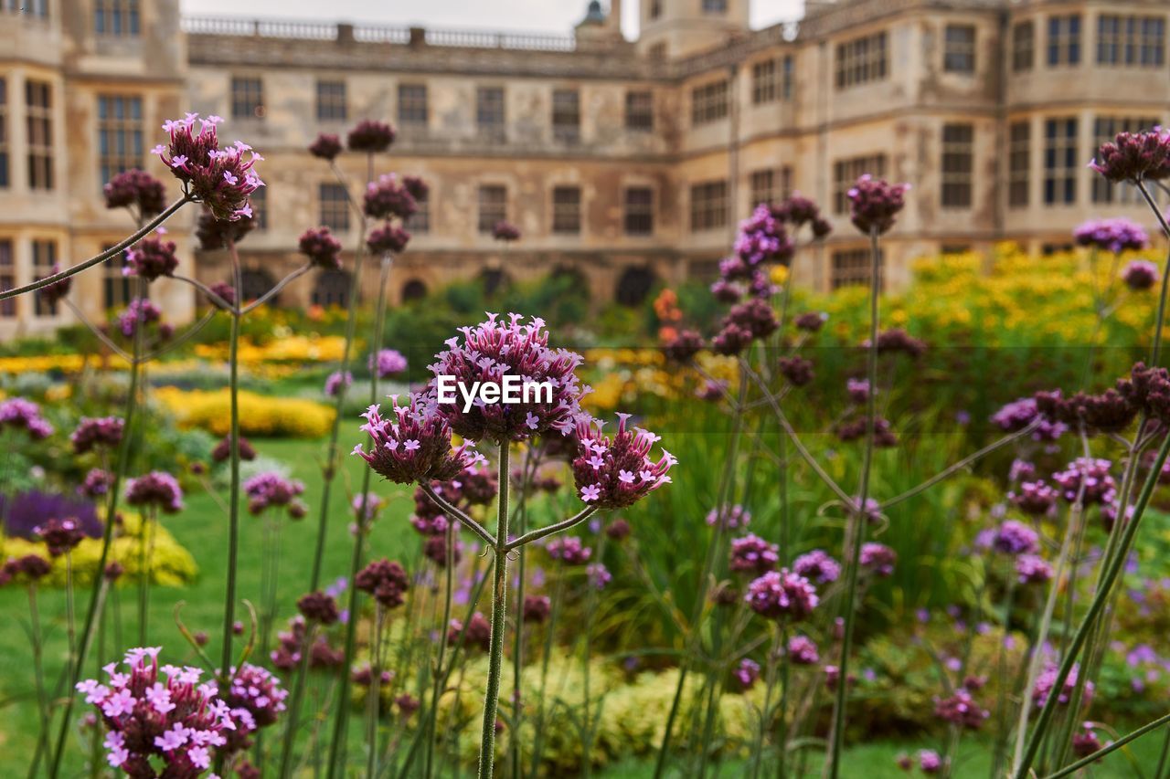 Close-up of pink flowering plants in front of historic building 